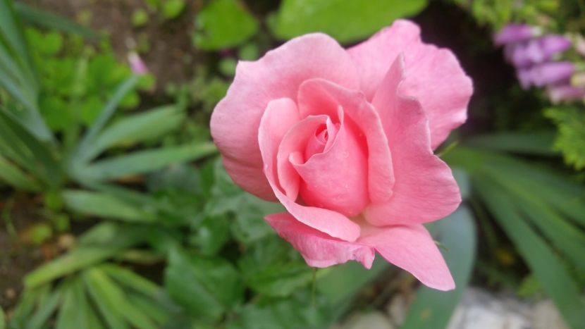 2021-06-20 15.59.33 - Flori si copii blanosi