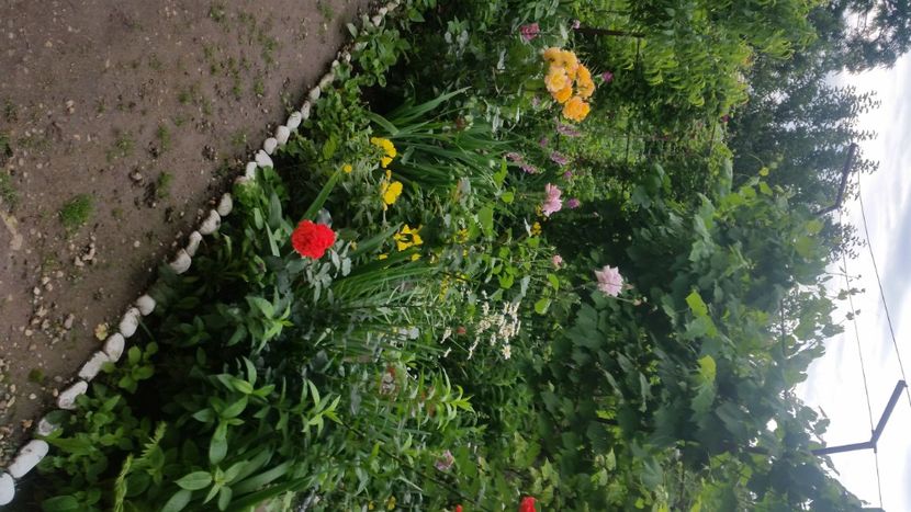 2021-06-20 18.25.47 - Flori si copii blanosi