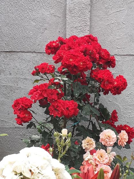  - Rotter Korsar Kordes 2019 foarte rezistent la ploi