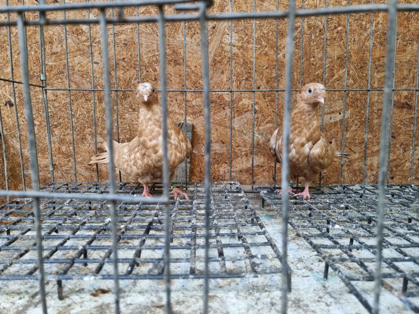  - 8-Jucatorii de Ardeal vechi