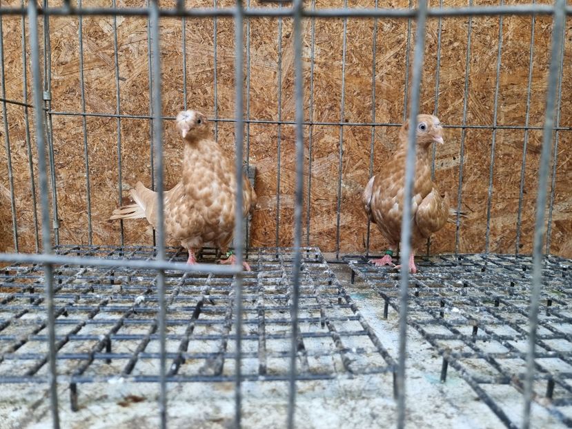  - 8-Jucatorii de Ardeal vechi