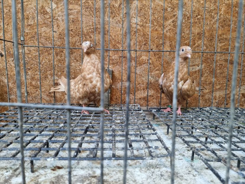  - 8-Jucatorii de Ardeal vechi