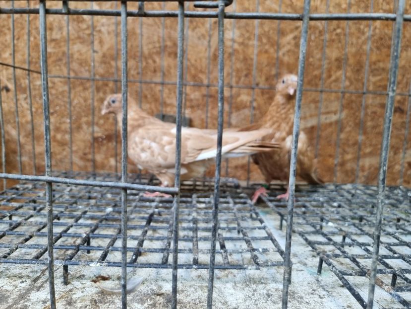  - 8-Jucatorii de Ardeal vechi