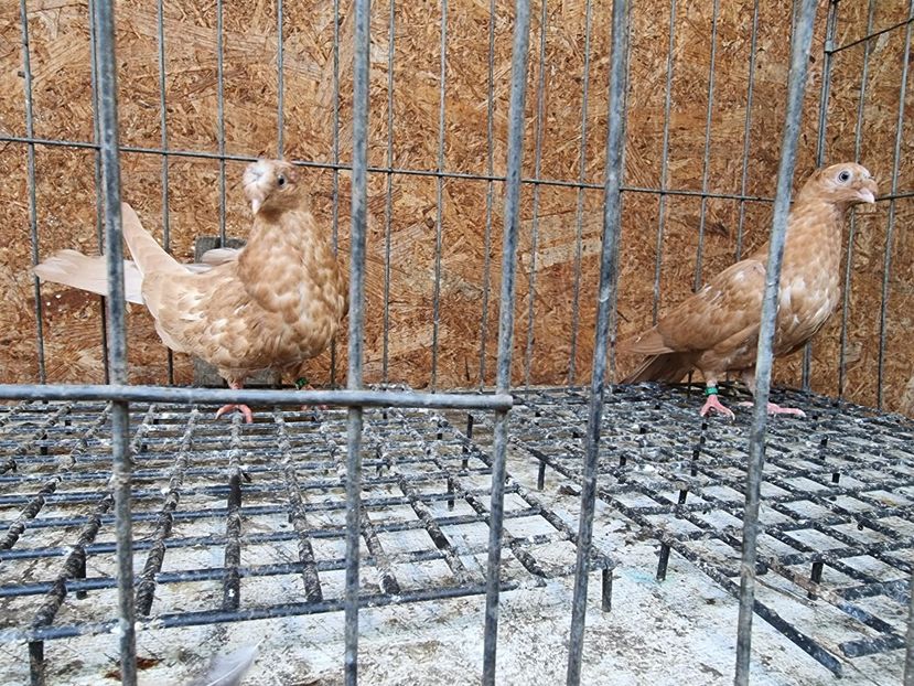  - 8-Jucatorii de Ardeal vechi