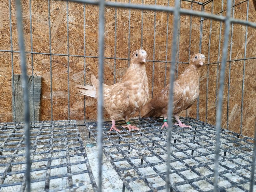  - 8-Jucatorii de Ardeal vechi