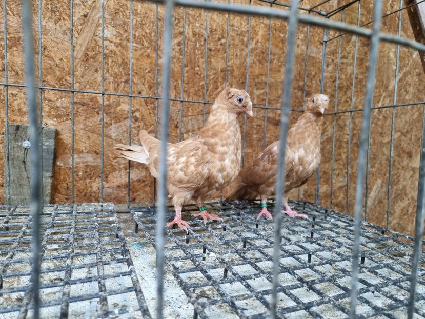  - 8-Jucatorii de Ardeal vechi