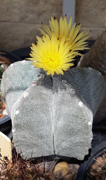 Astrophytum myriostigma - Astrophytum