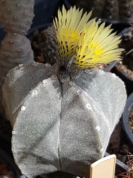  - Astrophytum