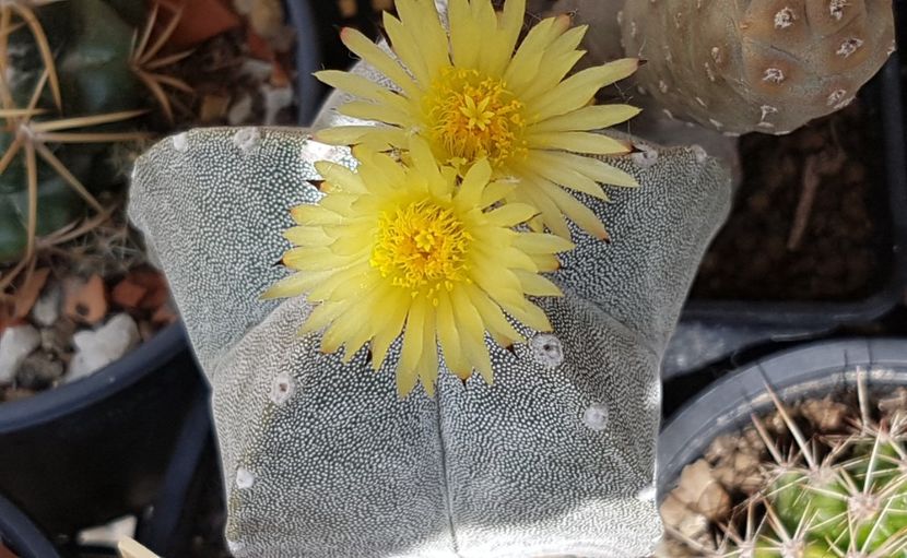 Astrophytum myriostigma - Astrophytum