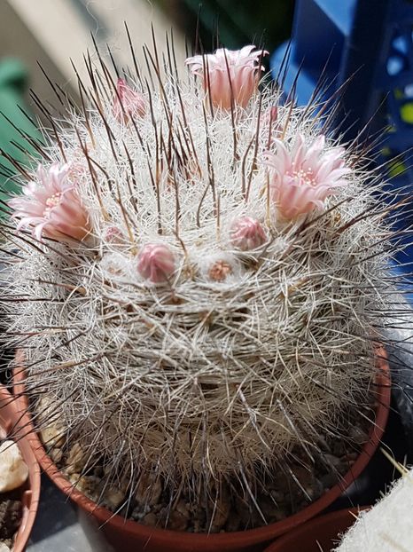 Mammillaria ritteriana - Mammillaria