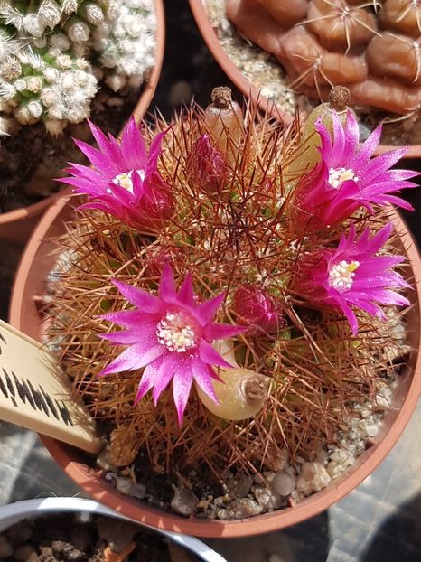  - Mammillaria