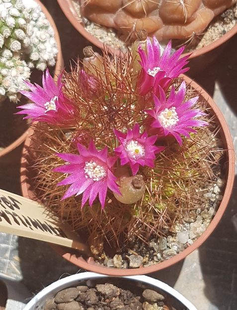 Mammillaria spinosissima - Mammillaria