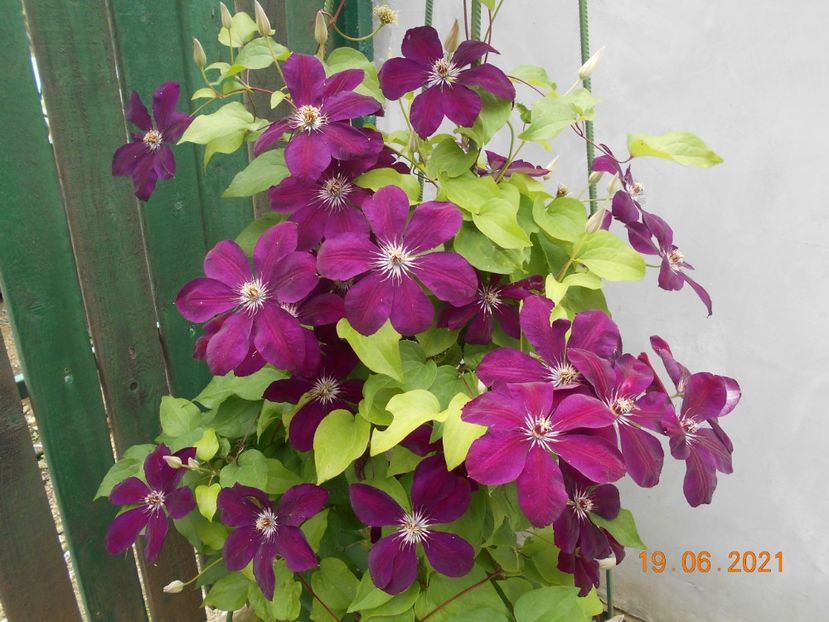  - 02 Clematite 2021
