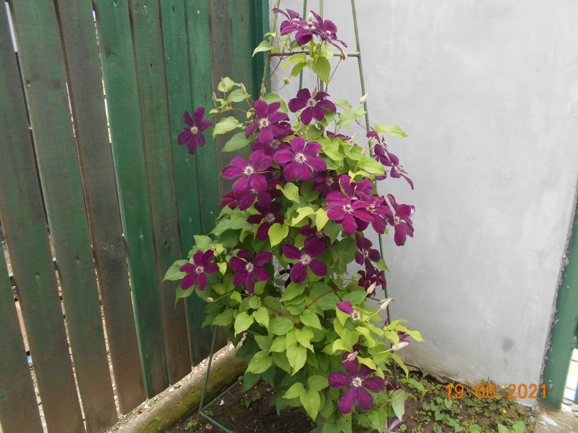  - 02 Clematite 2021
