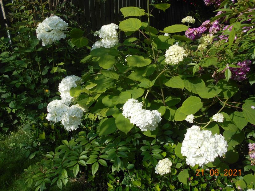  - 02 Azalee-rhododendroni-heleborusi-hortensii-hoste 2021