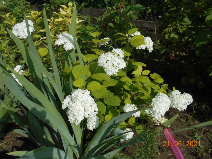  - 02 Azalee-rhododendroni-heleborusi-hortensii-hoste 2021
