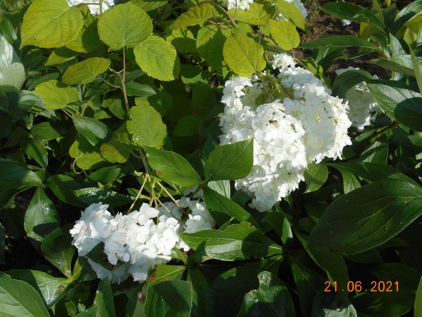  - 02 Azalee-rhododendroni-heleborusi-hortensii-hoste 2021