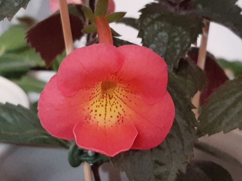  - achimenes-2021