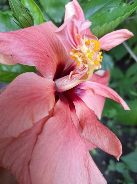  - Hibiscus rosa-sinensis