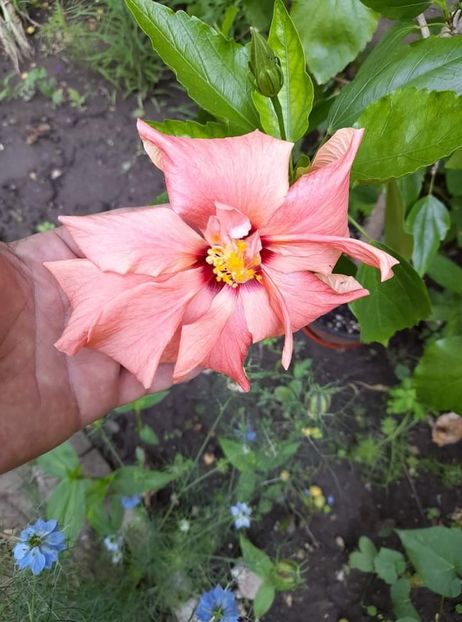  - Hibiscus rosa-sinensis