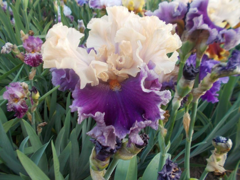 T-z-r5,4-roaring twenties-20 - IRISI INALTI SI MEDII DISPONIBILI IN-2023 capitol 1