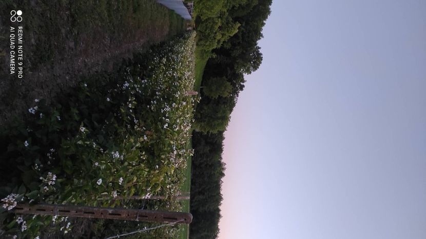  - Mure plantație 2019