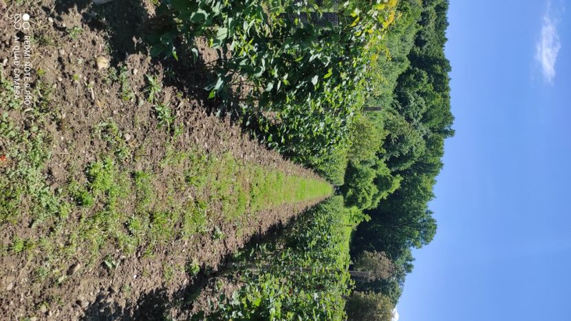  - Mure plantație 2019