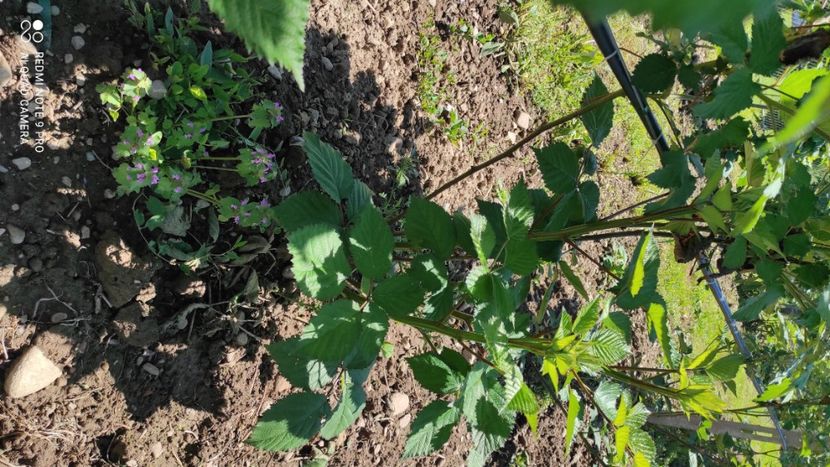  - Mure plantație 2019