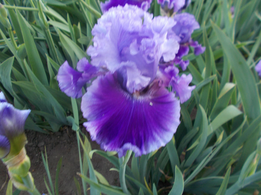 T-z-r5,6-wicked woman-18 - IRISI INALTI SI MEDII DISPONIBILI IN-2023 capitol 1