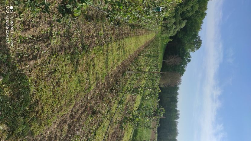  - Mure plantație 2019