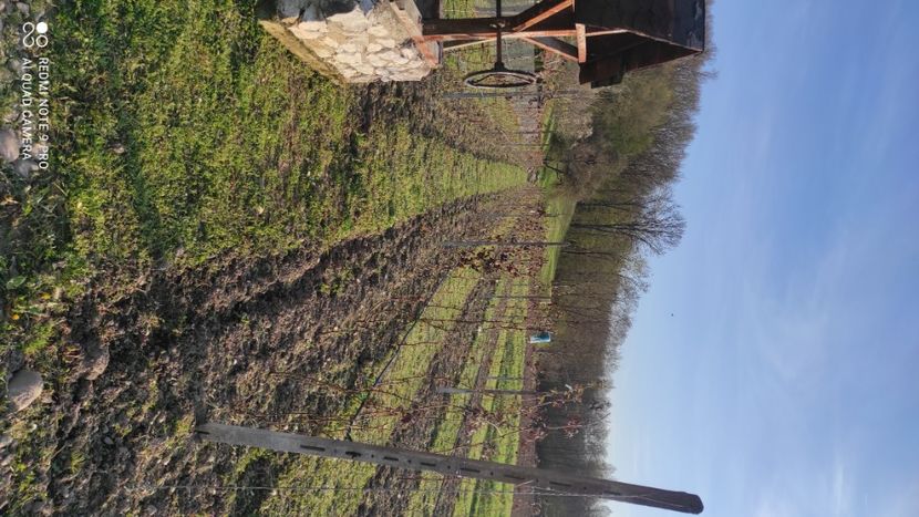  - Mure plantație 2019