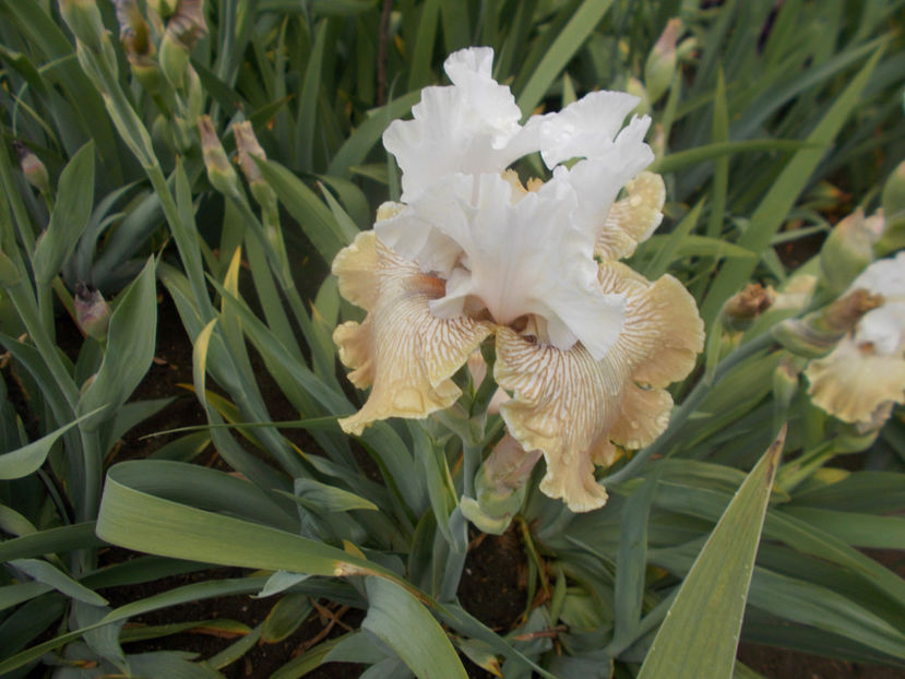 T-z-r8,7-chardonay and ice-15 - IRISI INALTI SI MEDII DISPONIBILI IN-2023 capitol 1