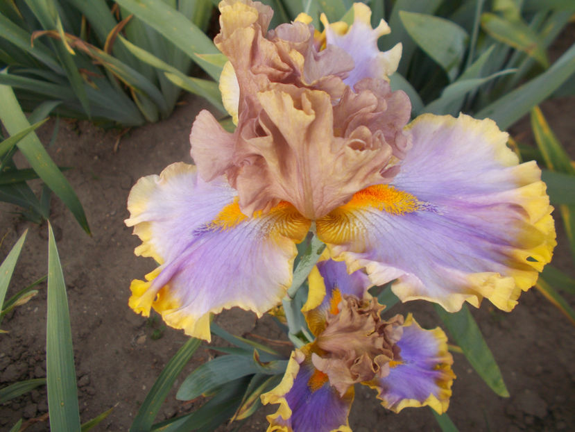 T-z-r9,8-western edge-25 - IRISI INALTI SI MEDII DISPONIBILI IN-2023 capitol 1