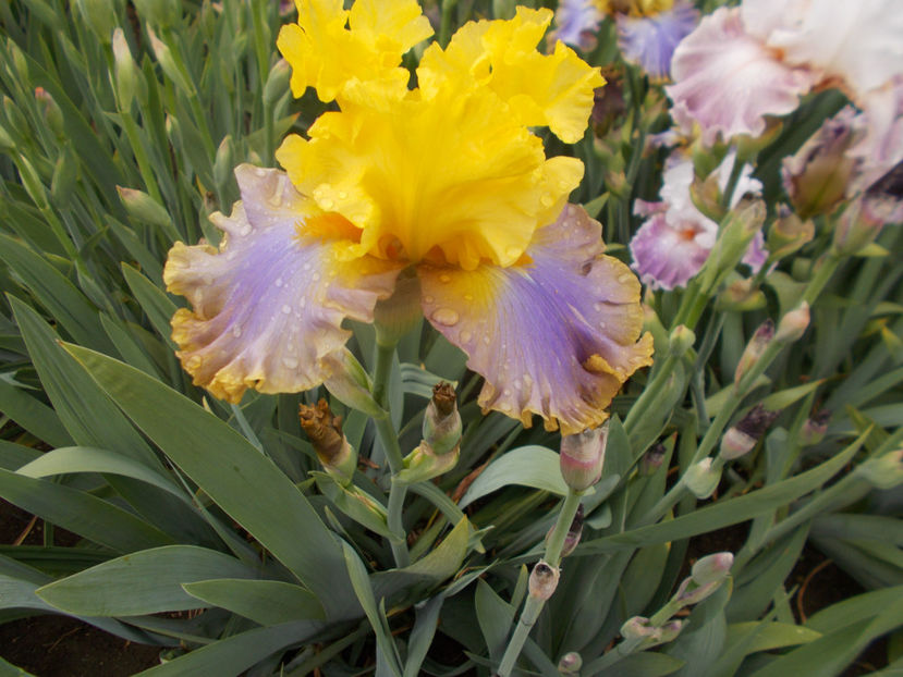 T-z-r8,5-catwalc queen-18 - IRISI INALTI SI MEDII DISPONIBILI IN-2023 capitol 1