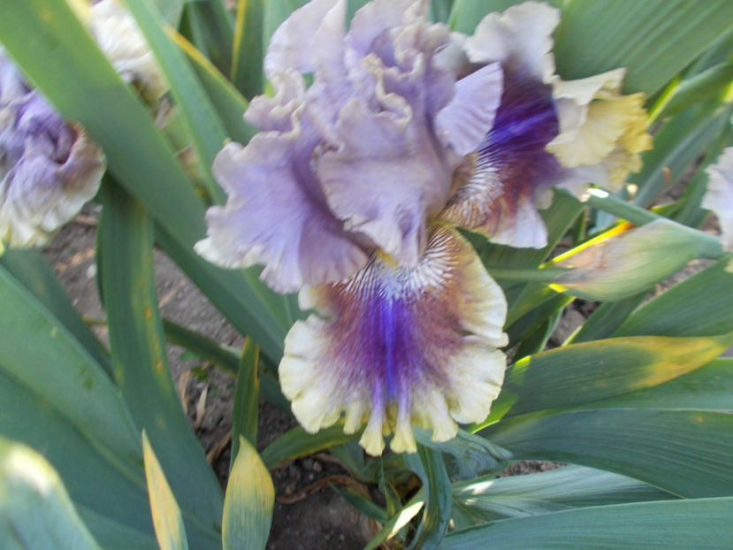 T-z-r7,1-pretty balerina-14 - IRISI INALTI SI MEDII DISPONIBILI IN-2023 capitol 1