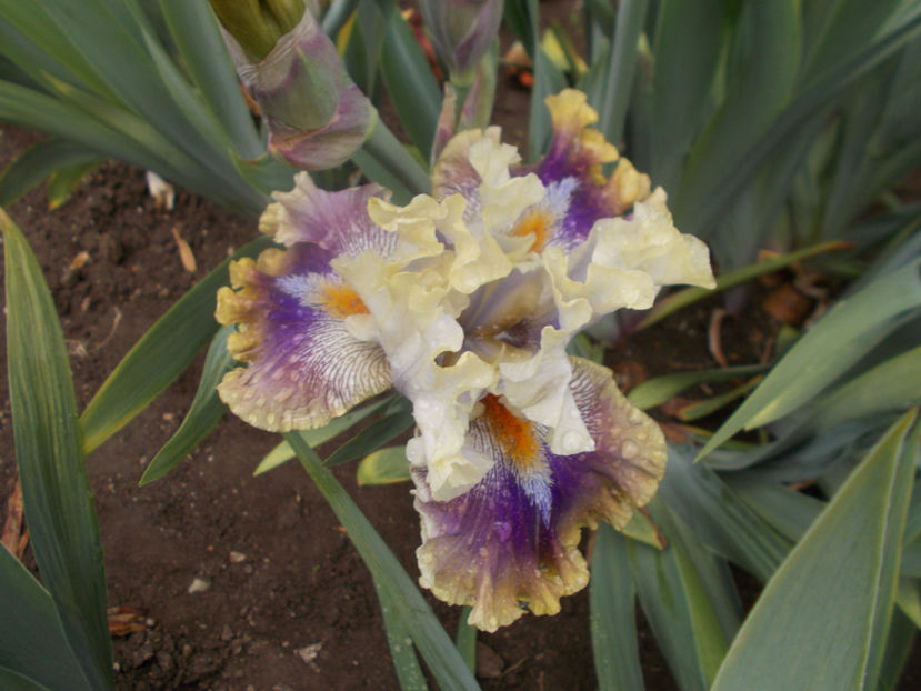 T-Z-r7,3-rare blend-18 - IRISI INALTI SI MEDII DISPONIBILI IN-2023 capitol 1