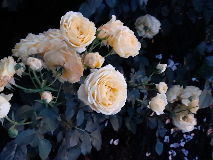 Casteau c - 2021 trandafiri