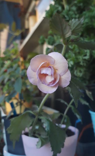 2021 - 0001 2022 - BriD s Viktoria