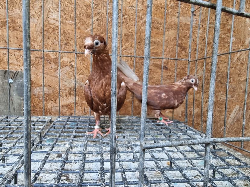  - 8-Jucatorii de Ardeal vechi