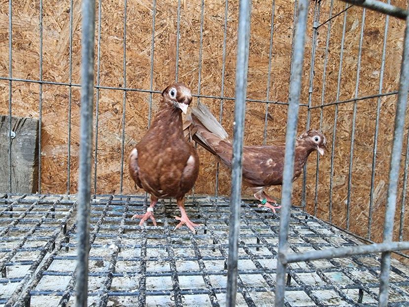  - 8-Jucatorii de Ardeal vechi