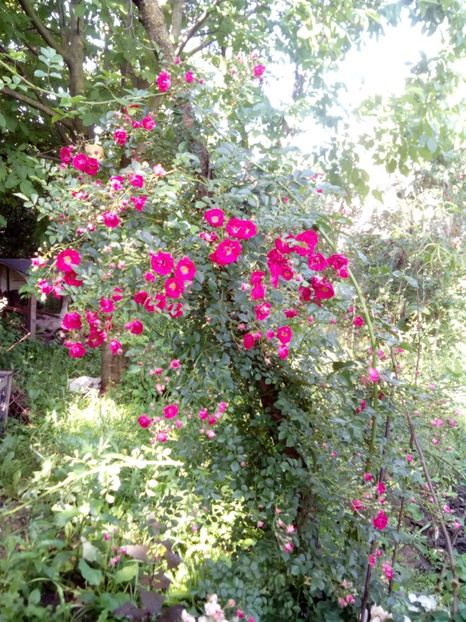  - Excelsa