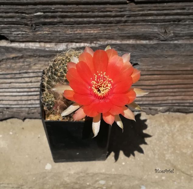 Lobivia MP 17-02 - 2021