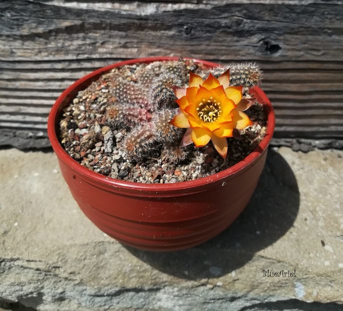 Chamaecereus hb. Lincoln Sunkissed - 2021