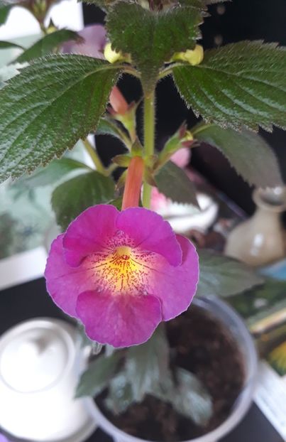 2021 - 0001 2022 - BriD s Elegante