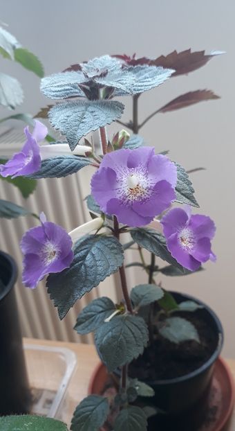  - R21 - BRID s SOMMERREGEN