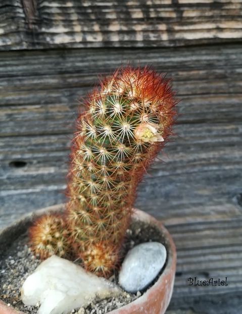 Mammillaria elongata v. rubrispina - 2021