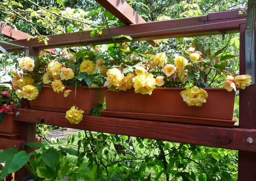 Zambesc si la soare .... - Begonia