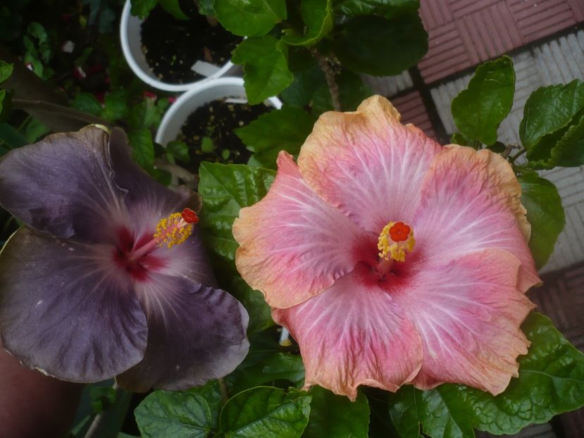 P1480704 - HIBISCUSI 2021-1