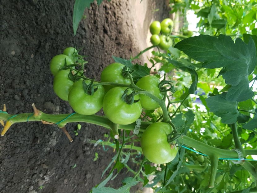 Moldoveanu f1 - Iunie 2021 Tomate