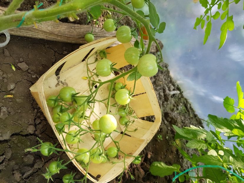 Cherry drops - Iunie 2021 Tomate